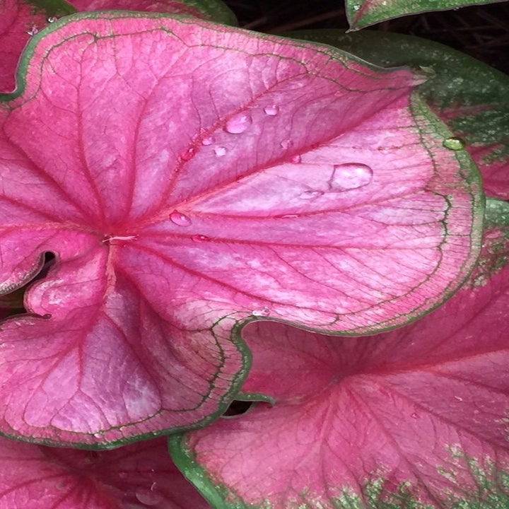 20 Best Etsy Plant Shops Every Plant Parent Will Love