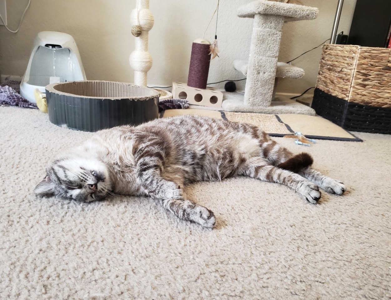 A cat sleeping on the carpet of a house