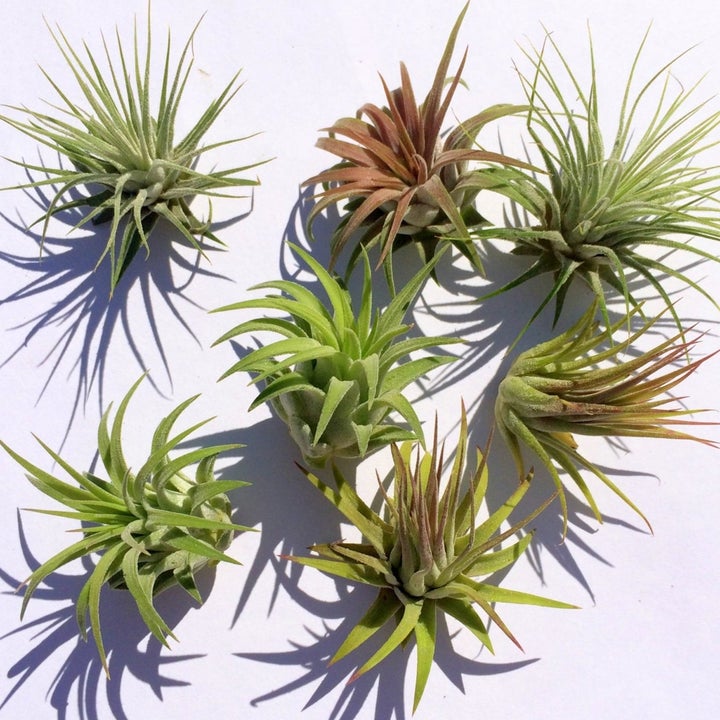 20 Best Etsy Plant Shops Every Plant Parent Will Love