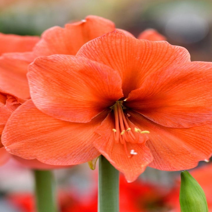 Close-up of a blooming orange amaryllis desire flower