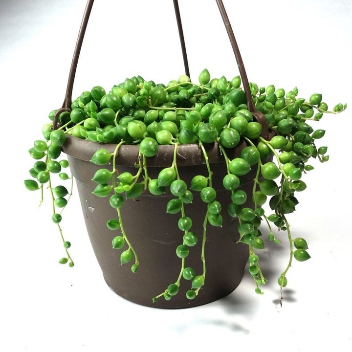 20 Best Etsy Plant Shops Every Plant Parent Will Love