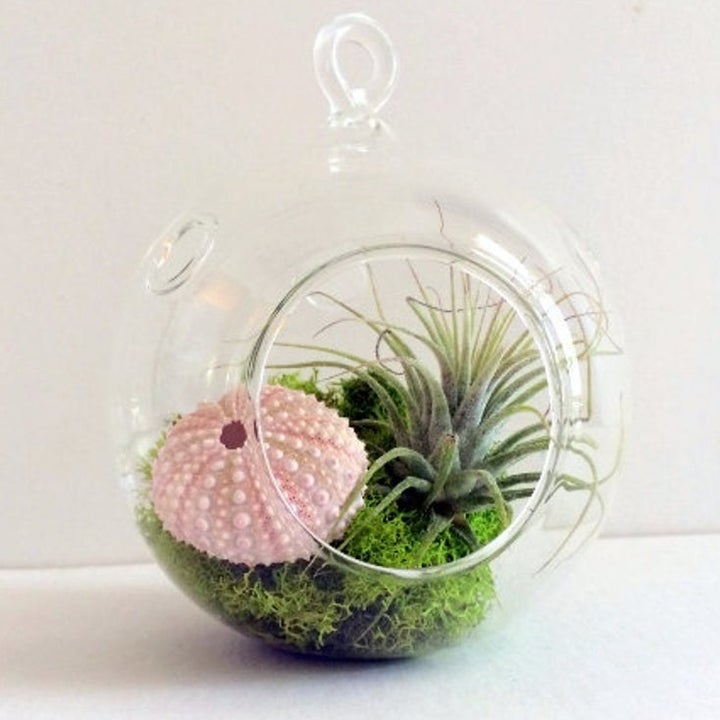 An air plant, moss, and small pink sea urchin housed in a round, clear terrarium