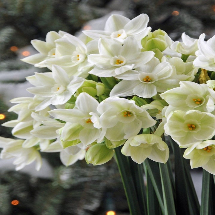 A bouquet of white ariel flowers