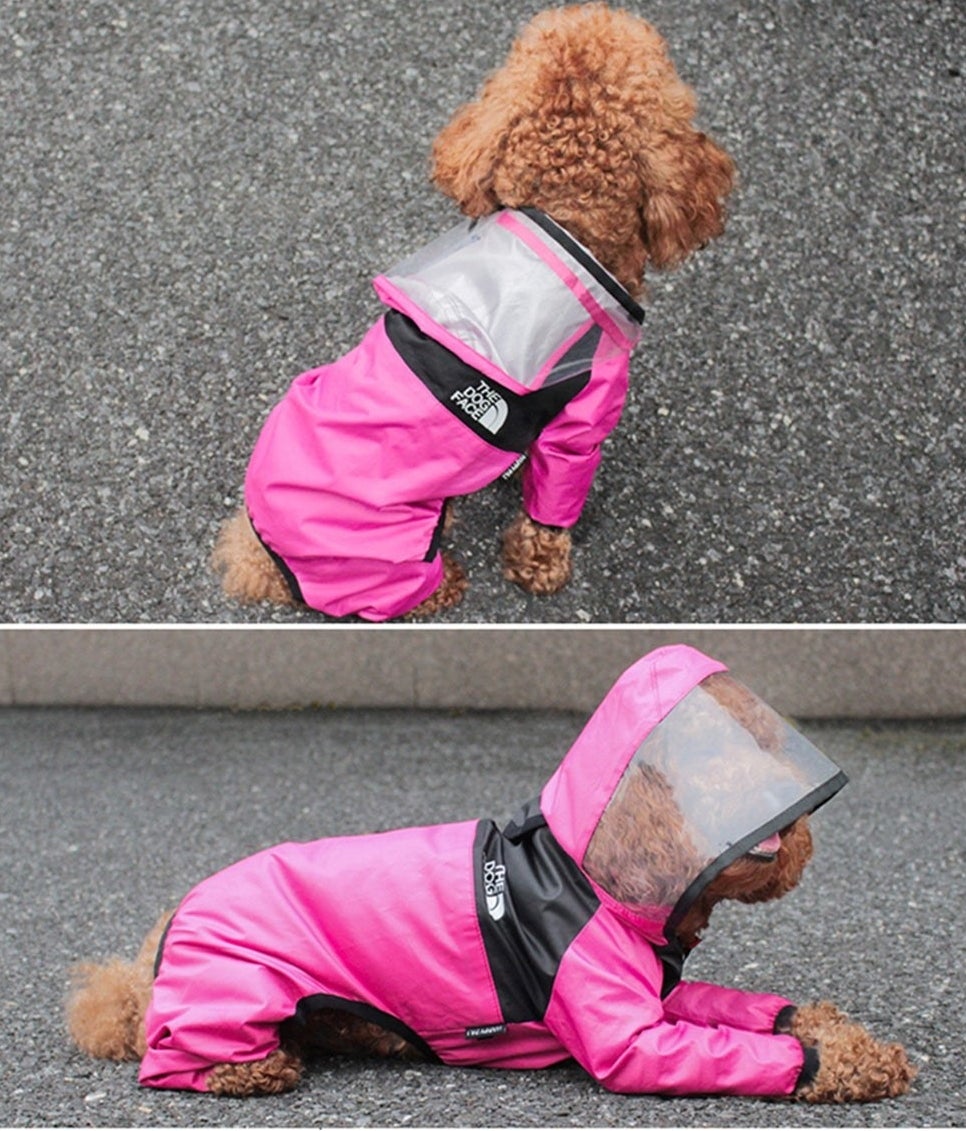 A poodle in the raincoat