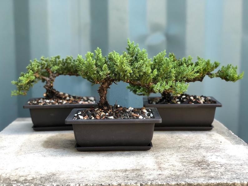 Three potted juniper bonsai trees sitting on a table