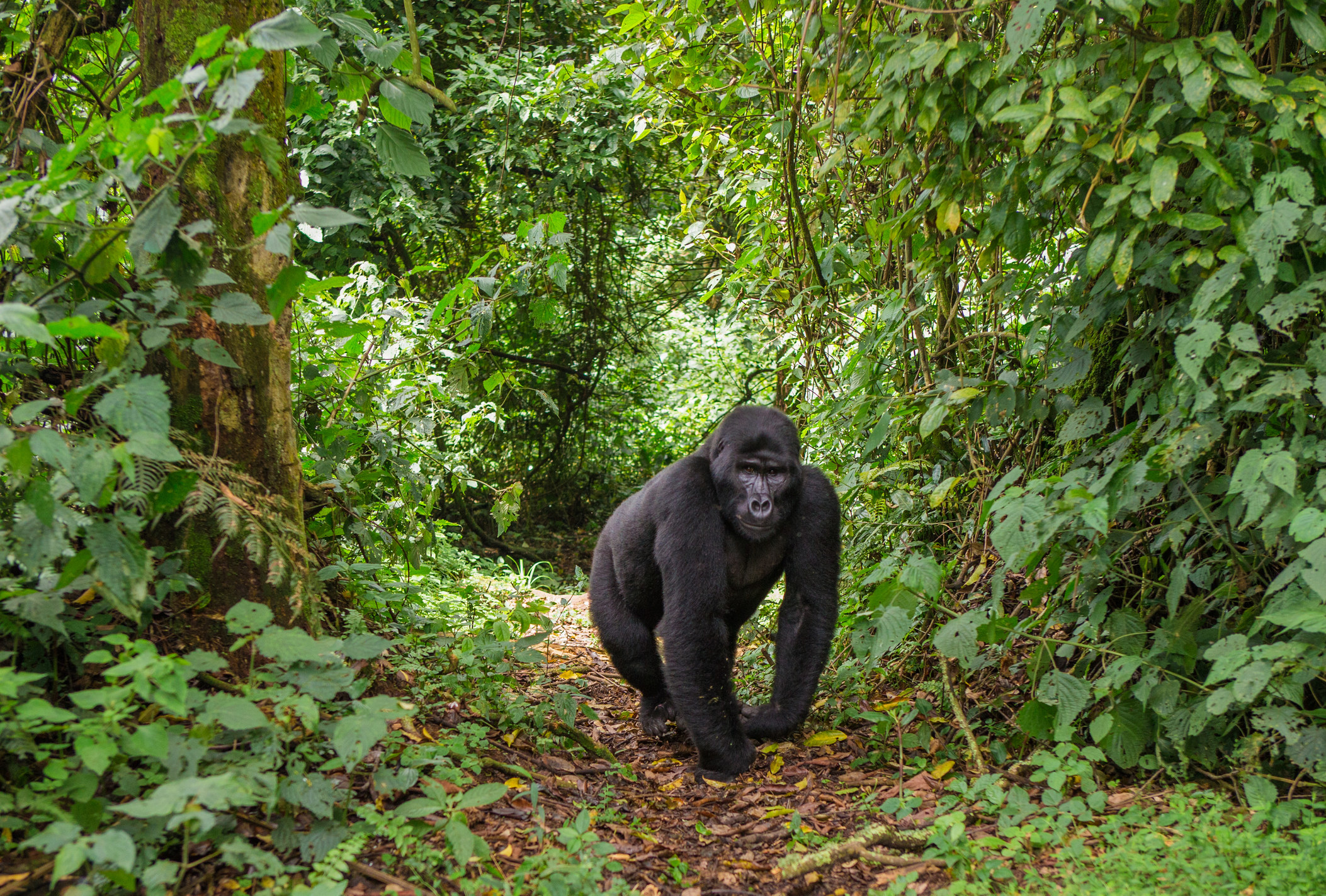 A huge gorilla on a path in the forest, surrounded by trees