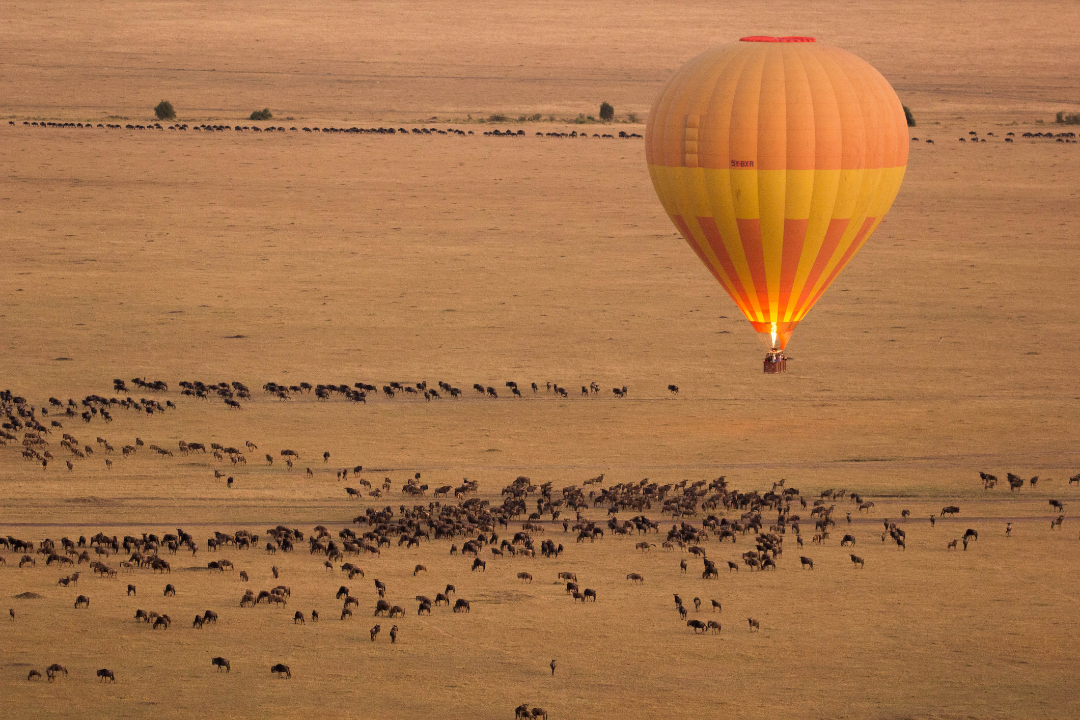 A hot air balloon hovering above a giant grassy plain covered in hundreds of animals