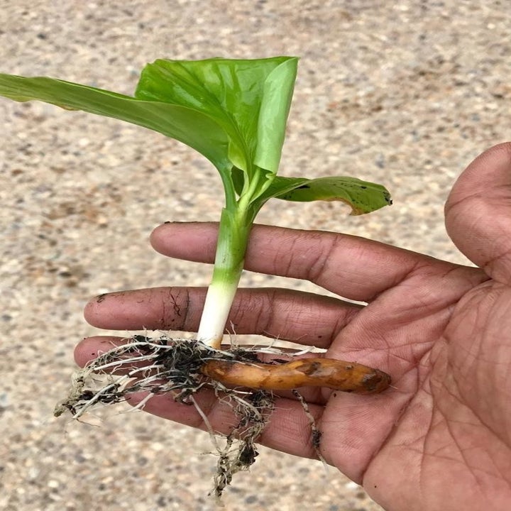 A hand holding a small Tumeric seedling with roots