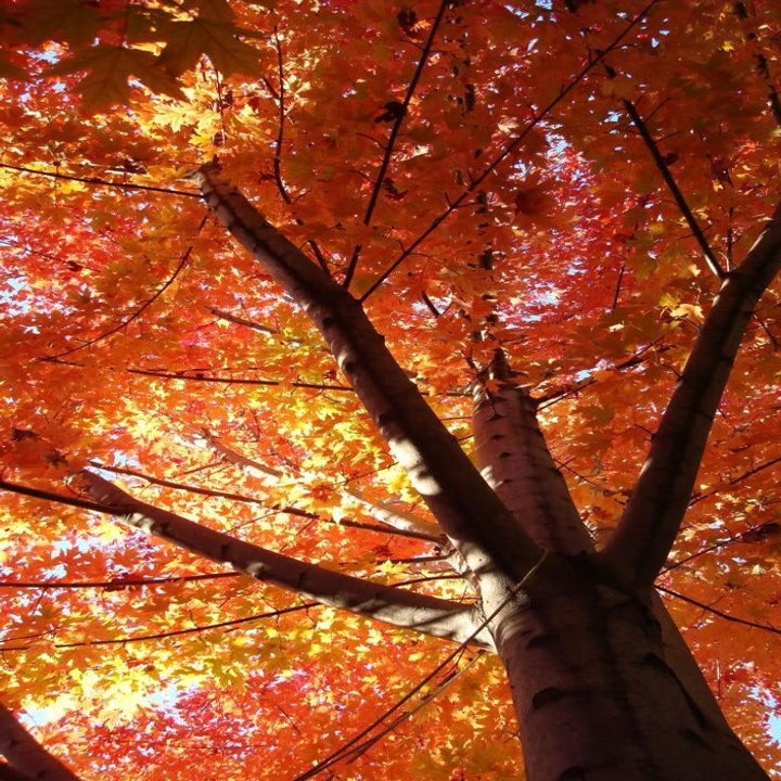 20 Best Etsy Plant Shops Every Plant Parent Will Love