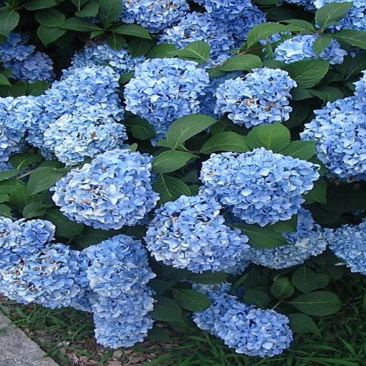 Large blue hydrangea bush