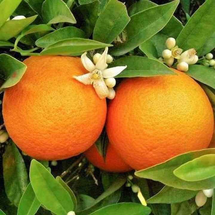 A close-up of two navel oranges on an orange tree