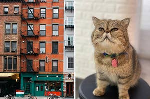 On the left, the exteriors of New York City apartment buildings, and on the right, a persian cat sitting on a stool