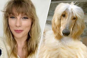 Taylor Swift next to an Afghan Hound that looks very similar to her