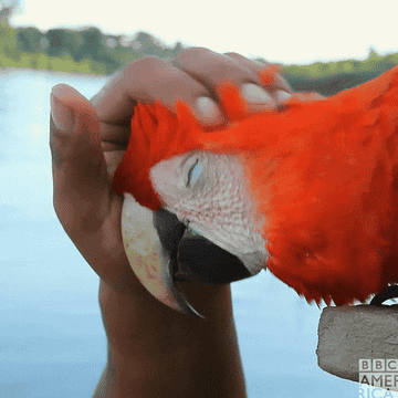 A parrot getting its head scratched
