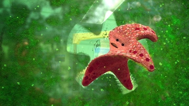 A starfish pulling away from a green and dirty fish tank