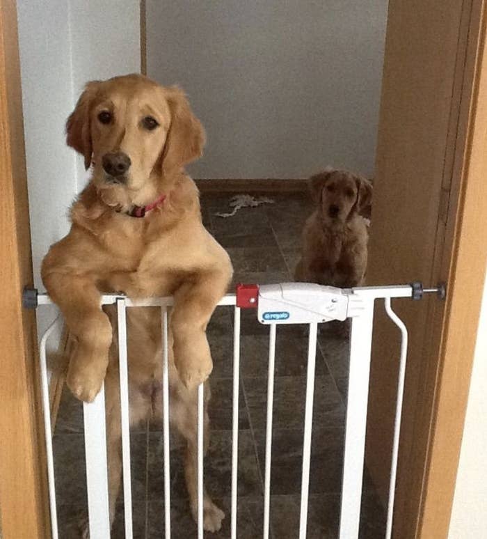 A golden retriever standing on their hind legs with their paws on a white gate