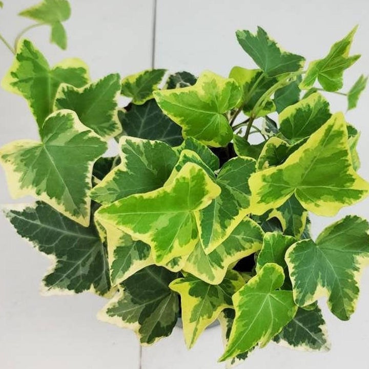 20 Best Etsy Plant Shops Every Plant Parent Will Love