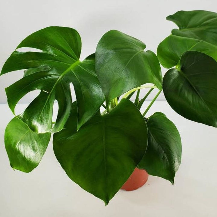 20 Best Etsy Plant Shops Every Plant Parent Will Love