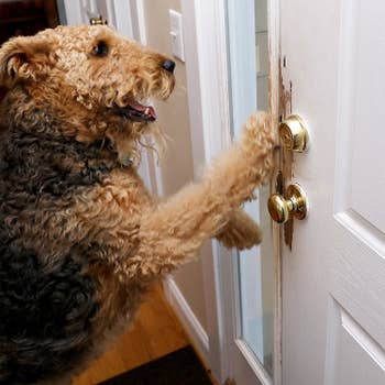 Dog scratching on a front door