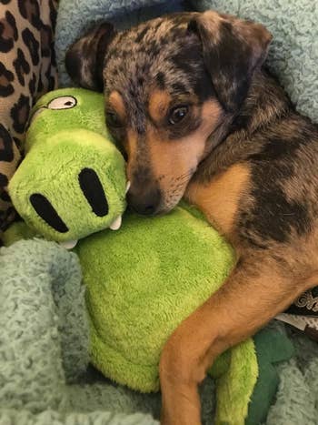 A different reviewer showing up close the alligator toy with their puppy snuggling with it