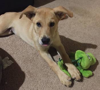 Reviewer pic of a puppy with the green toy between their paws