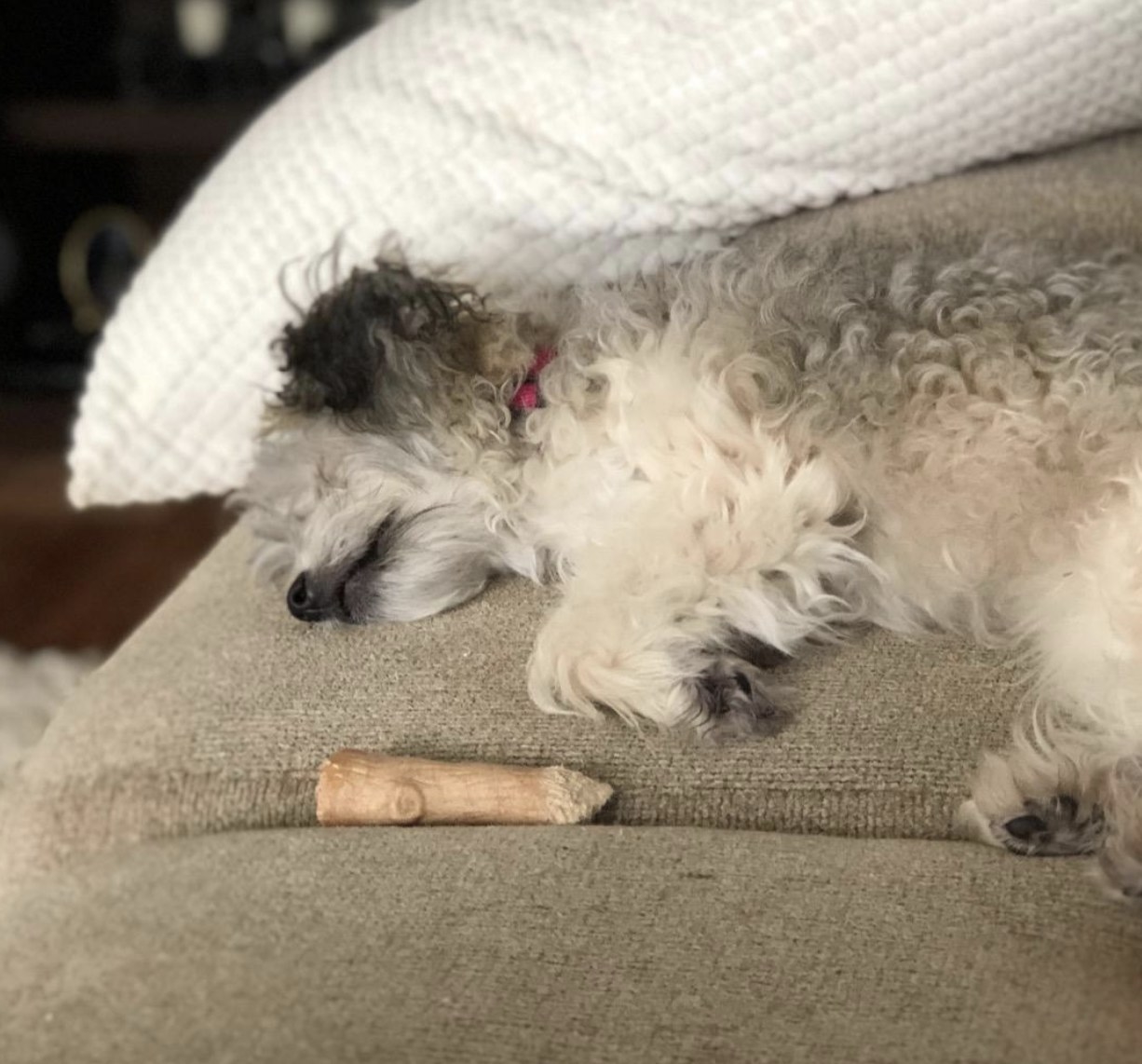 A dog sleeping next to a chewing stick