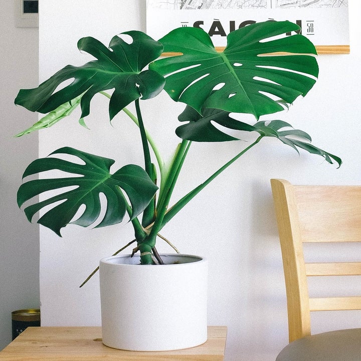 20 Best Etsy Plant Shops Every Plant Parent Will Love