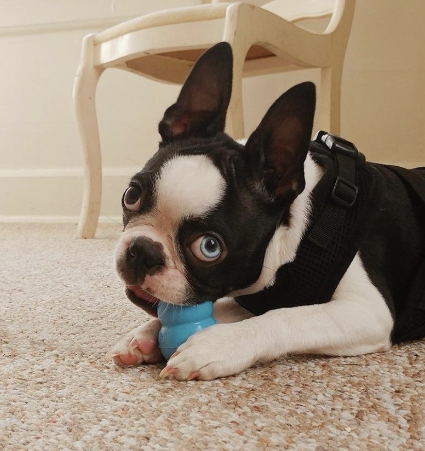 A French bulldog chewing on a blue kong toy