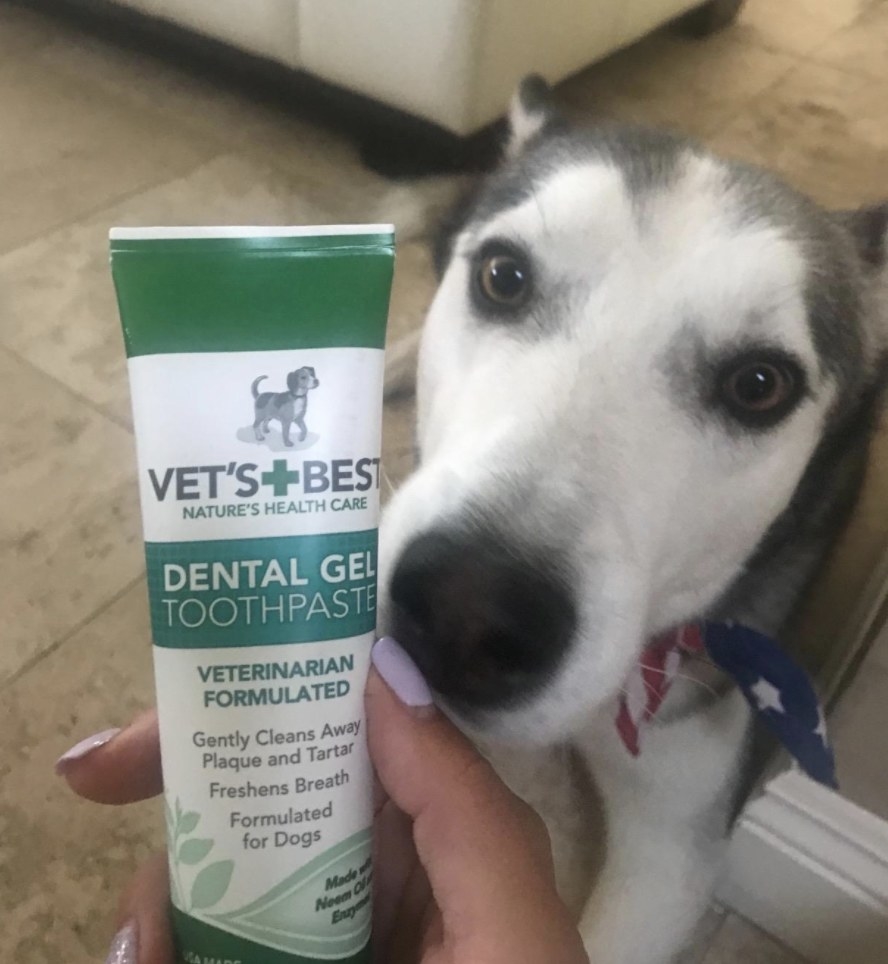 Person is holding toothpaste in front of dog