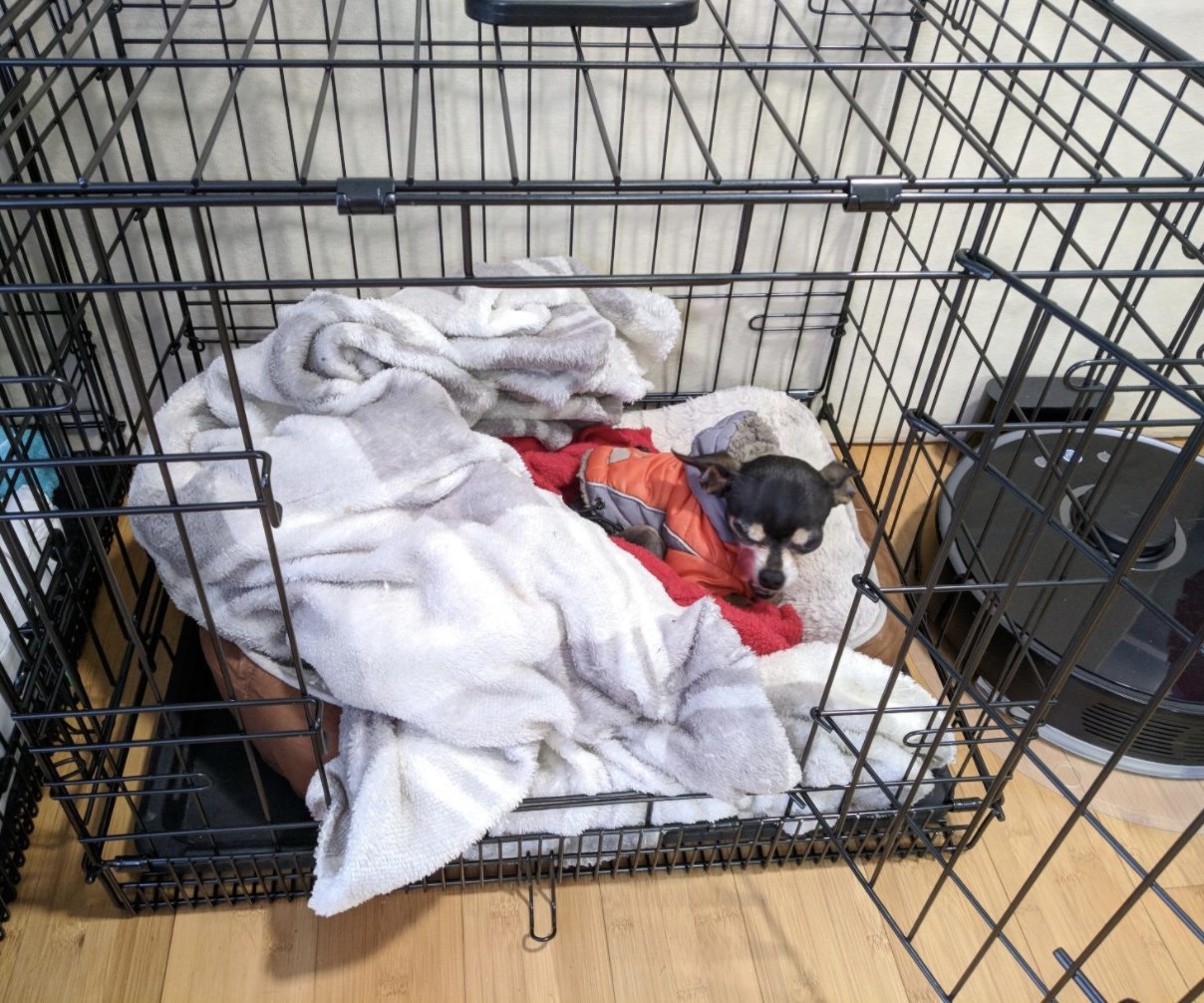 A chihuahua cuddled into blankets in a metal crate