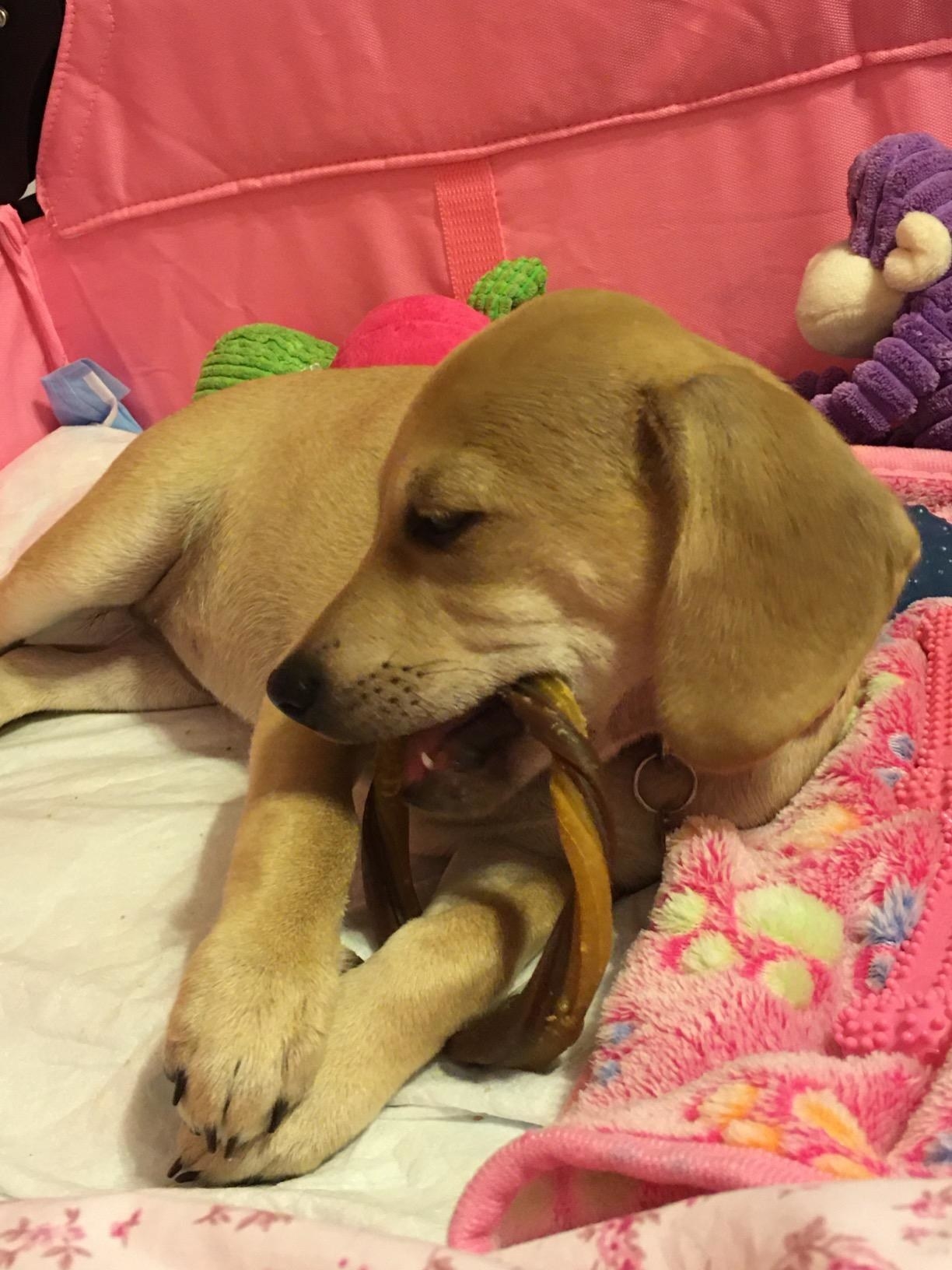Reviewer&#x27;s puppy chewing on a bone that is shaped like a circle