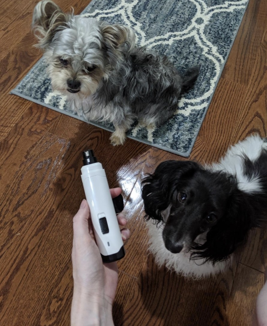 Person is holding a white nail trimmer in front of two dogs