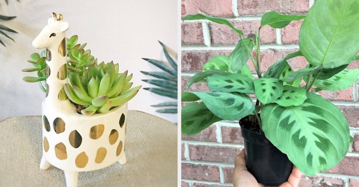 20 Best Etsy Plant Shops Every Plant Parent Will Love