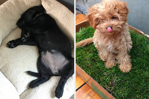 (left) Dog bed (right) Puppy in a grass patch