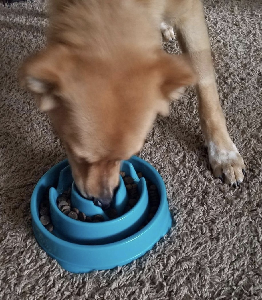 A dog is eating food out of a slow feeder