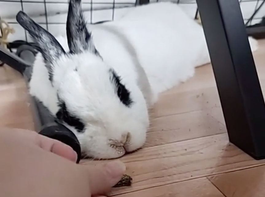 A bunny sleeps while his owner places a treat on the floor neaby