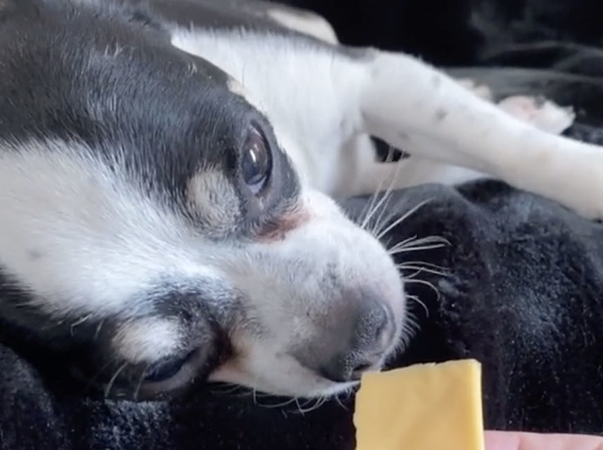 A small black and white dog opens his eyes to see a piece of cheese 