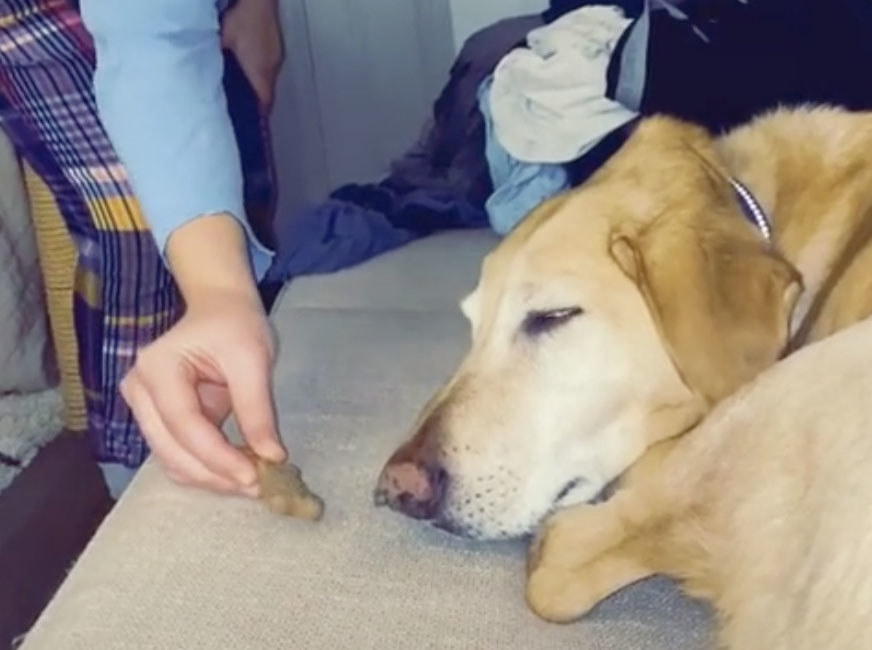 A dog sleeps on a couch while his own can be seen placing a treat in front of him