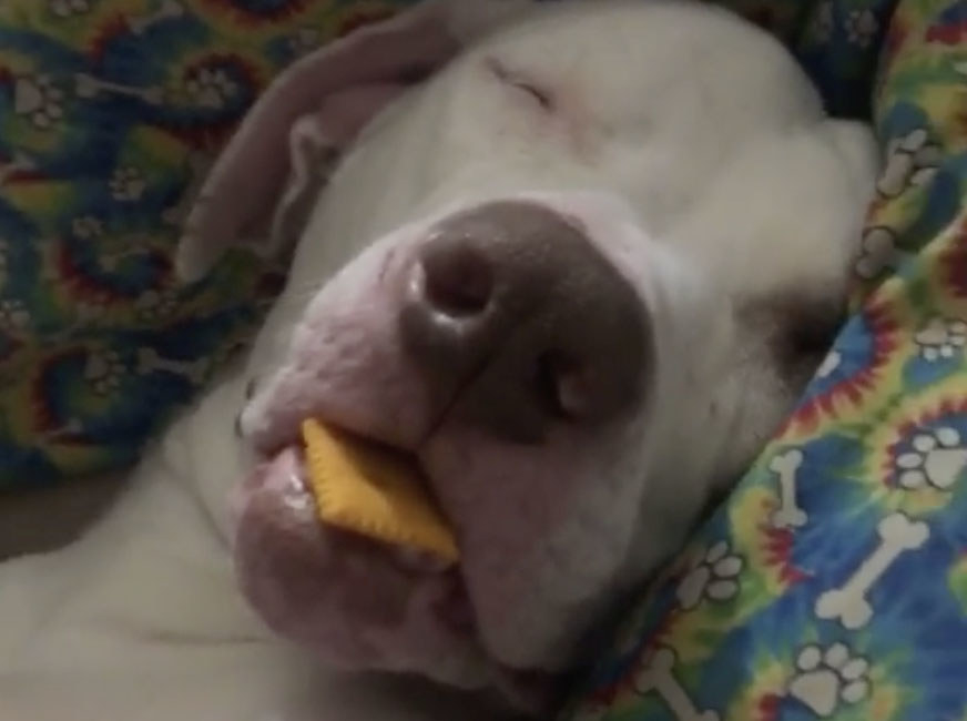 A white dog sleeps with a Cheez-it in his mouth