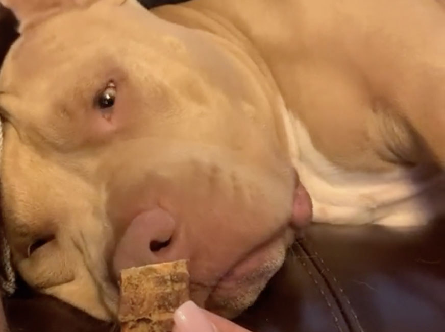 A beige Bulldog opens his eyes while a treat is being held in front of his face