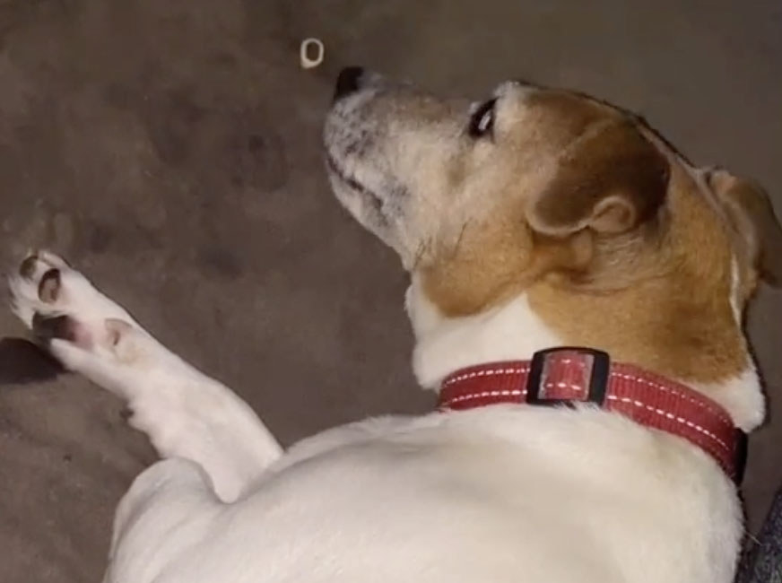 A brown and white dog looks at a treat next to him on the floor