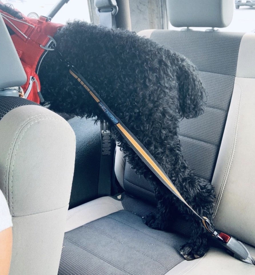 A black poodle in the backseat of a car tethered to a seat buckle