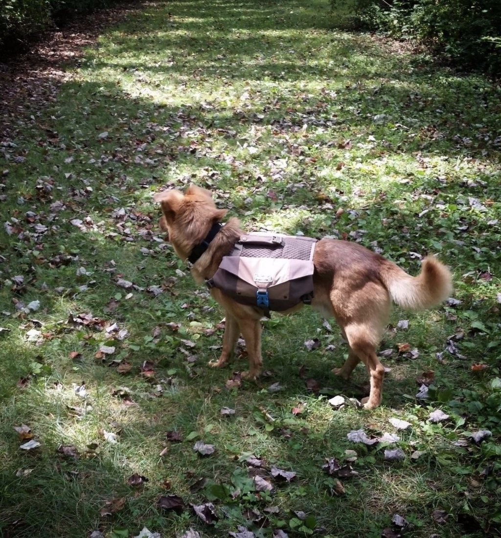 A dog wearing a dog backpack in the yard
