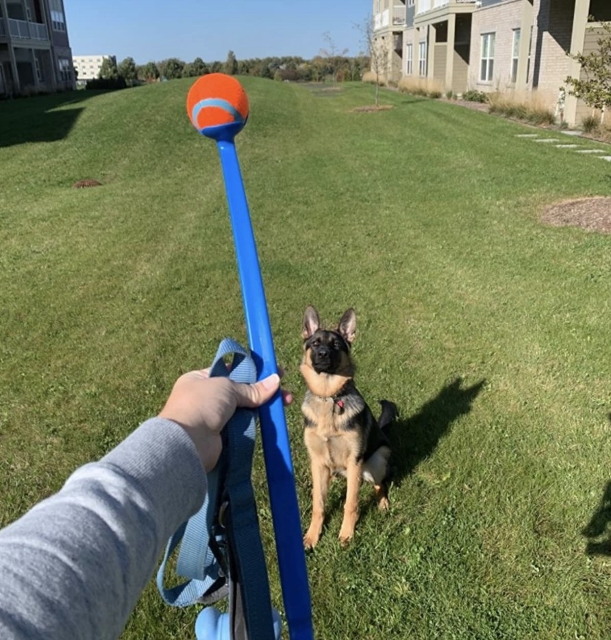 Person is holding a ball launcher in front of a dog in a field