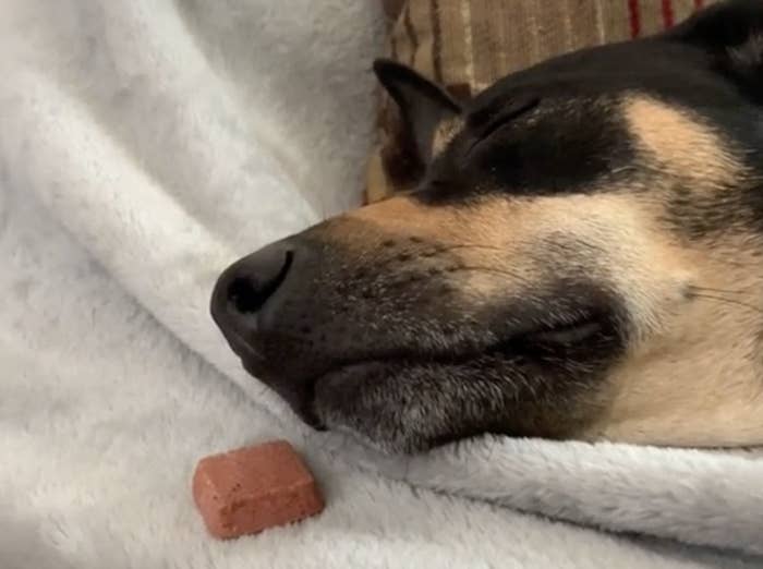 A brown and black dog sleeps in front of a small treat 