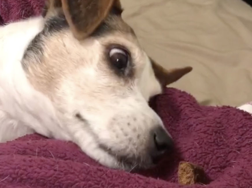 A white dog sits on a purple blanket and stares at a treat 