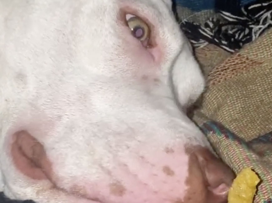A white dog opens his eyes wide while looking at a treat