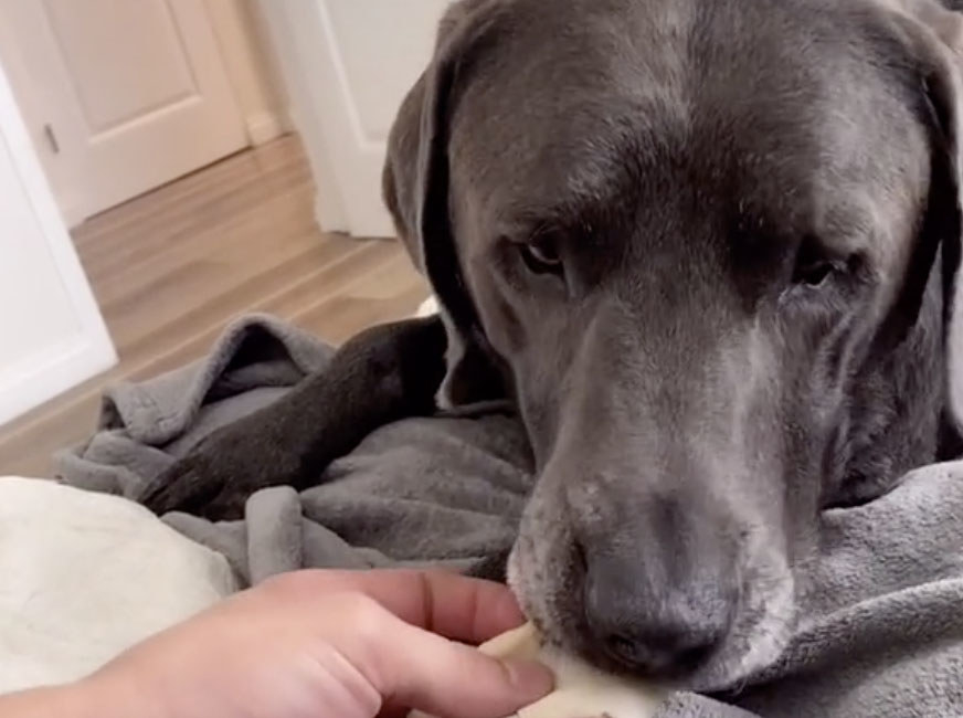 A black dog looks content while taking a piece of turkey