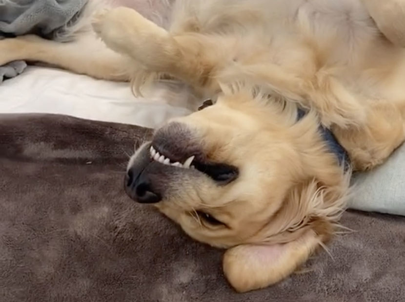 A dog lays upside and almost looks like he&#x27;s smiling 