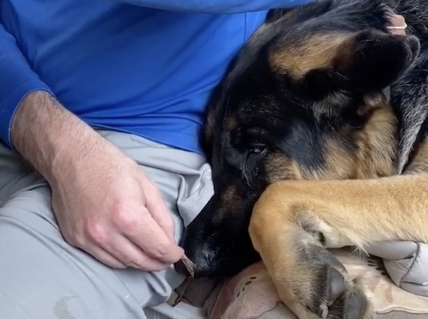 A black and brown dog sleeps while his owner holds a treat in front of him